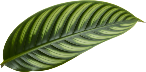 Close up detailed view of a single green leaf with prominent lighter green stripes and veins plant nature transparent background