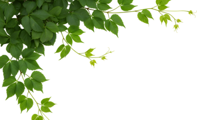Lush green vine branches with detailed leaves and tendrils natural element isolate nature plant foliage