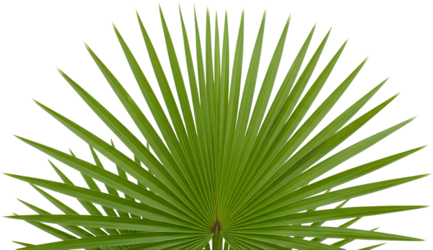 Green palm frond with numerous serrated leaves fanning out from a central stalk isolate Leaf Tropical