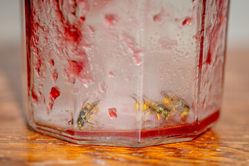 Through the glass of an empty jam jar where European wasps, Vespula germanica, also known as the German YellowJacket wasp, as taking an opportunistic feed