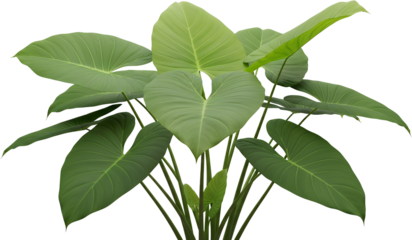 Lush green elephant ear plant with broad heart shaped leaves on dark background isolate foliage tropical transparent background