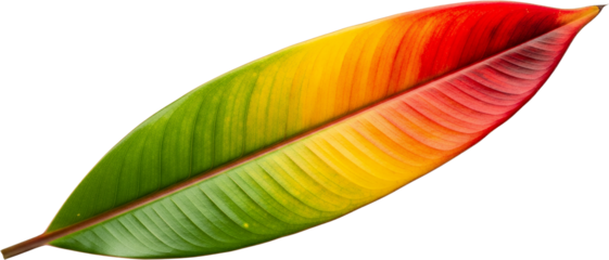 A single large leaf exhibits a vibrant gradient transition from green to yellow to red isolate plant