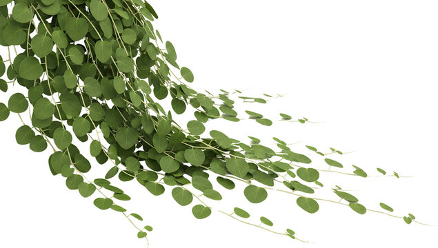 Delicate green vines with small round leaves cascading downwards isolate Plant Nature Foliage Botany