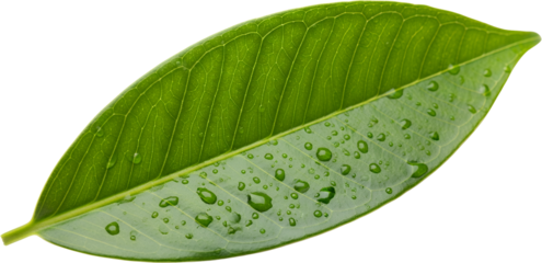 Vivid Green Leaf With Dew Drops Showcasing Intricate Vein Patterns And A Smooth Texture Isolated Transparent Background Transparent Background