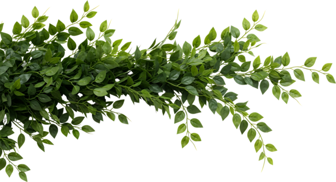 Lush green foliage branches with many small oval leaves flowing from left to right plant nature botanical transparent background