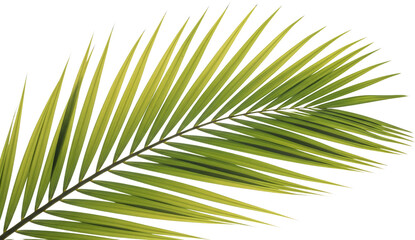 Obraz premium Vibrant green palm frond with sharp serrated leaves extending diagonally against a black backdrop isolated transparent background