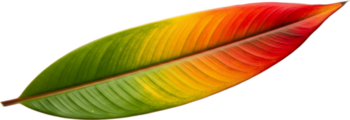 Single tropical plant leaf displays gradient of green yellow orange and red hues isolate transparent background transparent background