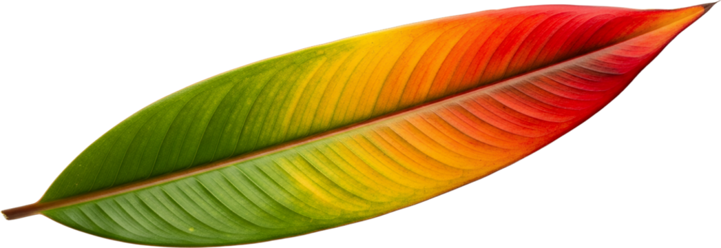 Single tropical plant leaf displays gradient of green yellow orange and red hues isolate transparent background transparent background