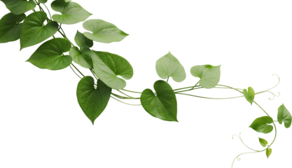 Vibrant green heart shaped leaves on delicate vines curving gracefully with tendrils isolate plant nature