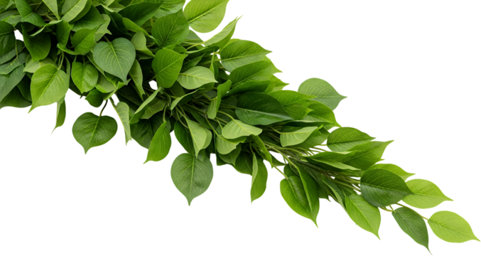 Lush green leaves cascading diagonally from the upper left corner isolate foliage nature plant branch