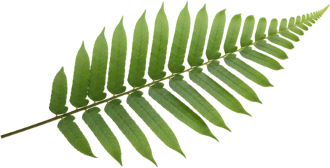Vibrant green fern frond with detailed leaflets branching from a central stem plant nature botanical transparent background