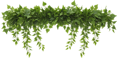 Lush green vine garland with cascading leaves botanical decoration natural foliage element Nature isolate transparent background