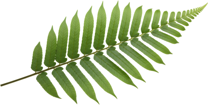 Vibrant green fern frond with detailed leaflets branching from a central stem plant nature botanical transparent background