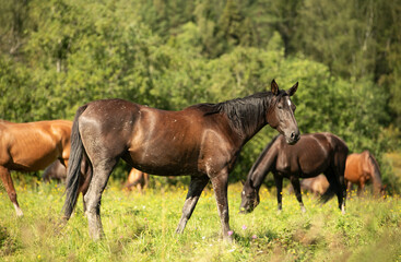 herd of brood sportive breed mares grazing  at pasture. sunny summer day.