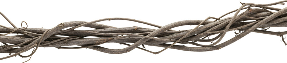 Intricately tangled dried vines with rough bark texture a natural organic pattern dry wood plant natural fibers transparent background