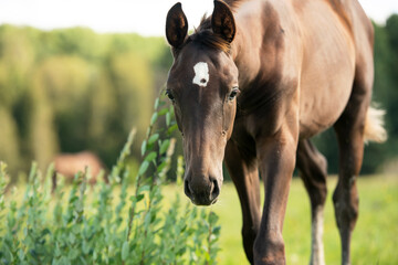 Fototapeta premium portrait of beautiful dark chestnut sportive foal walking at pasture. sunny summer day.