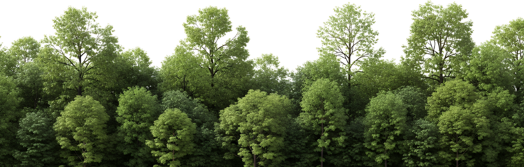 Dense green forest canopy with variety of trees summer foliage nature scene isolate woods woodland greenery transparent background