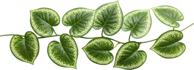A vine with heart shaped leaves featuring green centers and creamy variegated edges isolate leaf plant