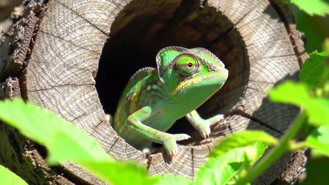 green frog on a branch