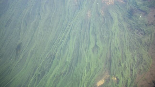 Algae in the river. Algae blooms in the water. Cladophora.