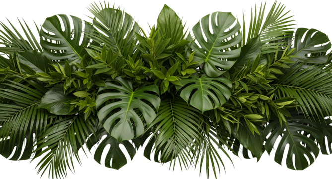 A dense arrangement of lush green tropical leaves including Monstera palm fronds and smaller foliage on black transparent background