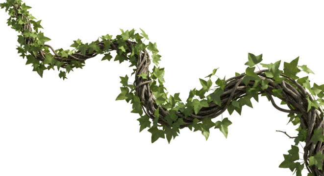 Textured green ivy vines winding and twisting across a dark expanse plant foliage leaves nature transparent background transparent background