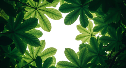 Lush green palm leaves form a border around a dark central space highlighting natural patterns tropical transparent background