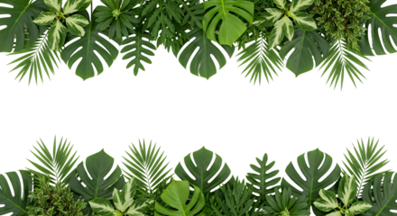 Lush assortment of tropical leaves including monstera and palm fronds arranged top and bottom Green Jungle transparent background