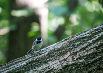 Black-capped chickadee on tree trunk in forest