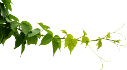 Healthy green leaves on a vine branch with tendrils reaching out isolated on black plant nature foliage transparent background