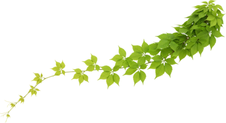 Detailed close up of a green ivy vine with five lobed leaves extending diagonally upwards Plant Nature transparent background