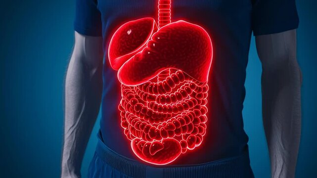 A digital illustration of human digestive system in red outline.