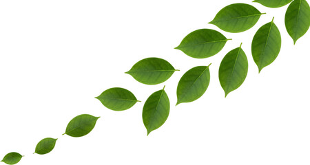 Green Leaves Arranged In A Flowing Diagonal Line Against A Stark Transparent Background Isolate Leaf Plant