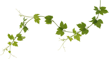 A winding vine with vibrant green leaves and delicate tendrils isolate Plant Nature Growth Branch Twig