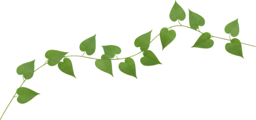 A Curving Vine With Heart Shaped Green Leaves On A Transparent Background Isolate Plant Leaf Nature Stem Botanical