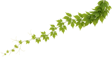 Light Green Vine With Multiple Leaves And Tendrils Curving Diagonally Upwards Isolated Transparent Background Isolate