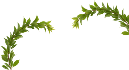 Green laurel branches curve gracefully creating a decorative border isolate leaves plant foliage nature