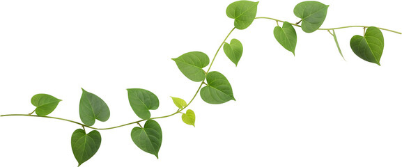 Obraz premium Green vine with heart shaped leaves growing on a thin stem isolate plant nature leaf foliage transparent background
