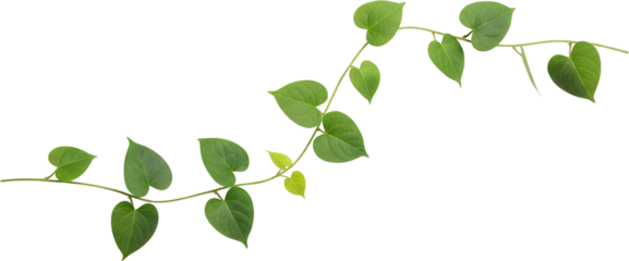 Green vine with heart shaped leaves growing on a thin stem isolate plant nature leaf foliage transparent background