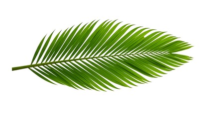 Obraz premium Close-Up View of a Palm Leaf with Intricate Details, Green Palm Leaf Exhibiting Its Unique Texture and Pattern