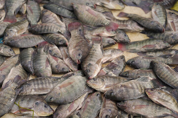 Fresh fish market display, Assorted raw fish on table, Catch of the day seafood, Pile of fish for sale stock photo.