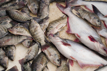 Fresh fish market display, Assorted raw fish on table, Catch of the day seafood, Pile of fish for sale stock photo.