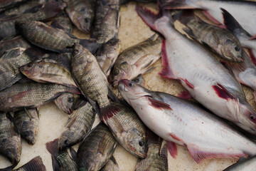 Fresh fish market display, Assorted raw fish on table, Catch of the day seafood, Pile of fish for sale stock photo.