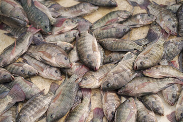 Fresh fish market display, Assorted raw fish on table, Catch of the day seafood, Pile of fish for sale stock photo.