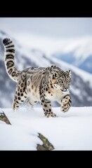 Snow leopard in snowy mountains