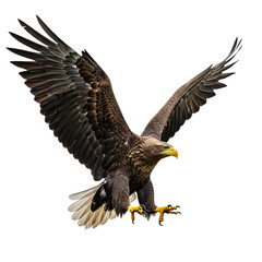 Obraz premium White-tailed eagle in flight, powerful wings outstretched, sharp talons visible, isolated on transparent background