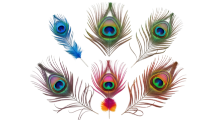 Colorful peacock feathers displayed on a plain dark background image