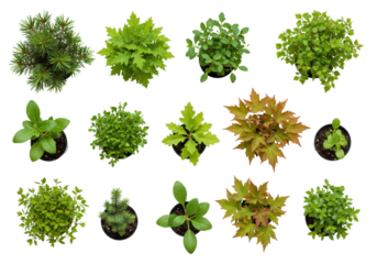 Assorted miniature trees and healthy saplings (pine, oak, maple, birch) in small pots, overhead on a transparent background, soft studio light, concept of sustainable growth
