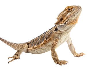 Obraz premium Bearded dragon posing on a black background showing its spiky beard and rough skin texture a captivating reptile with an inquisitive gaze perfect for educational or wildlife themes