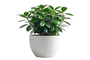 Fototapeta premium Indoor Green Potted Plant